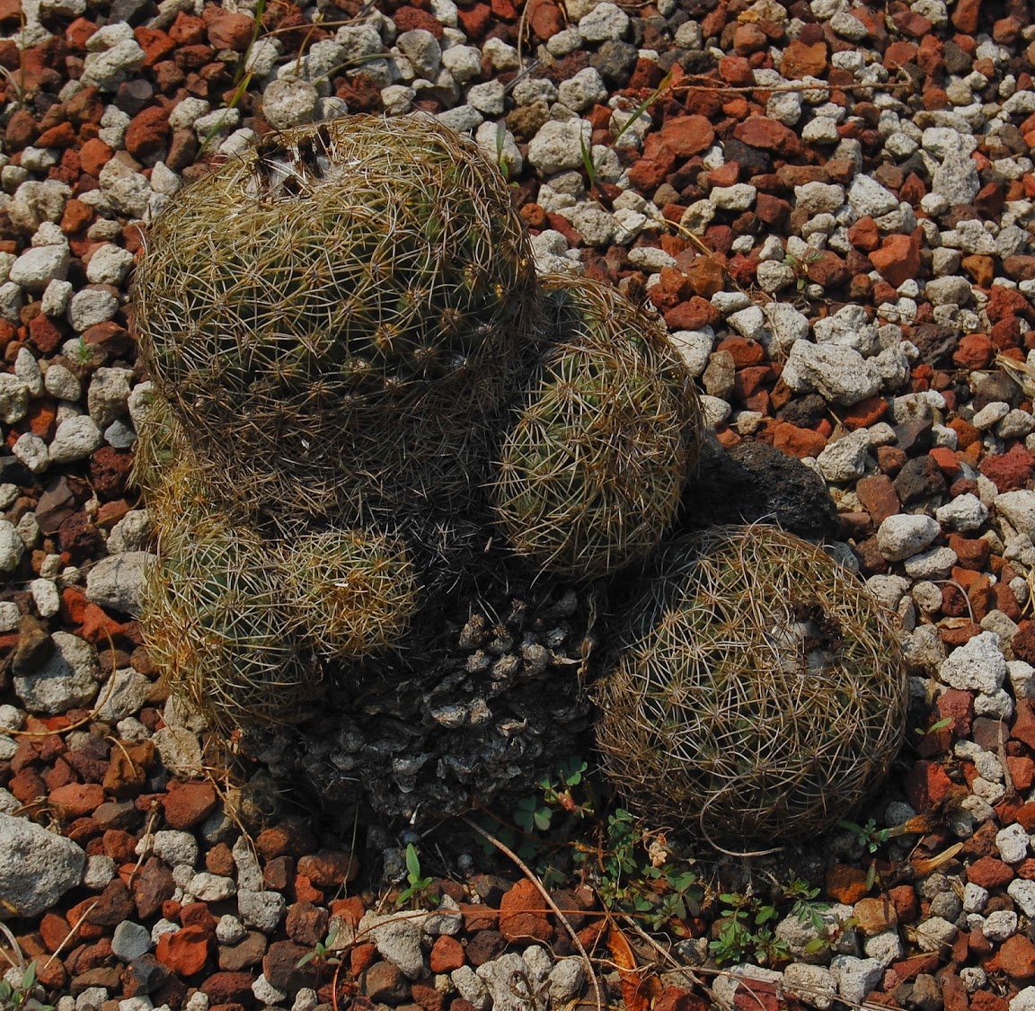 jardin+botanico+3-22.jpg