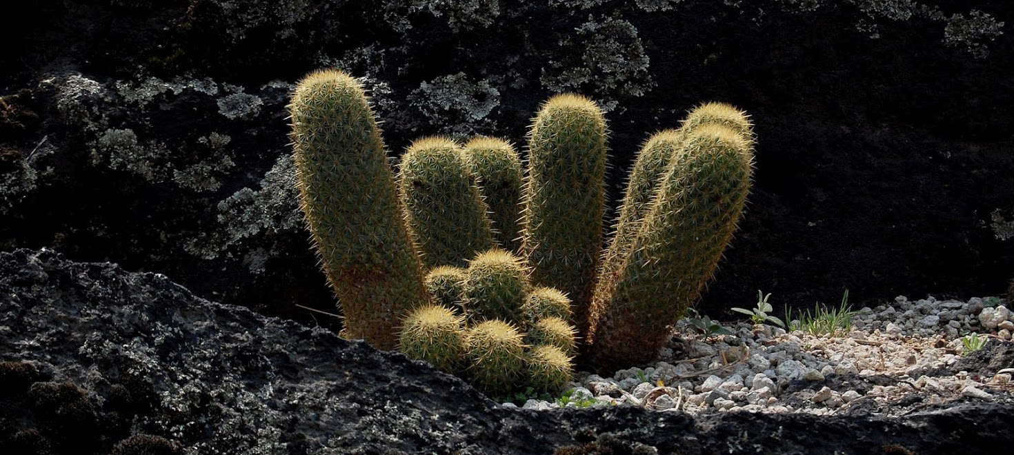 jardin+botanico+3-23.jpg