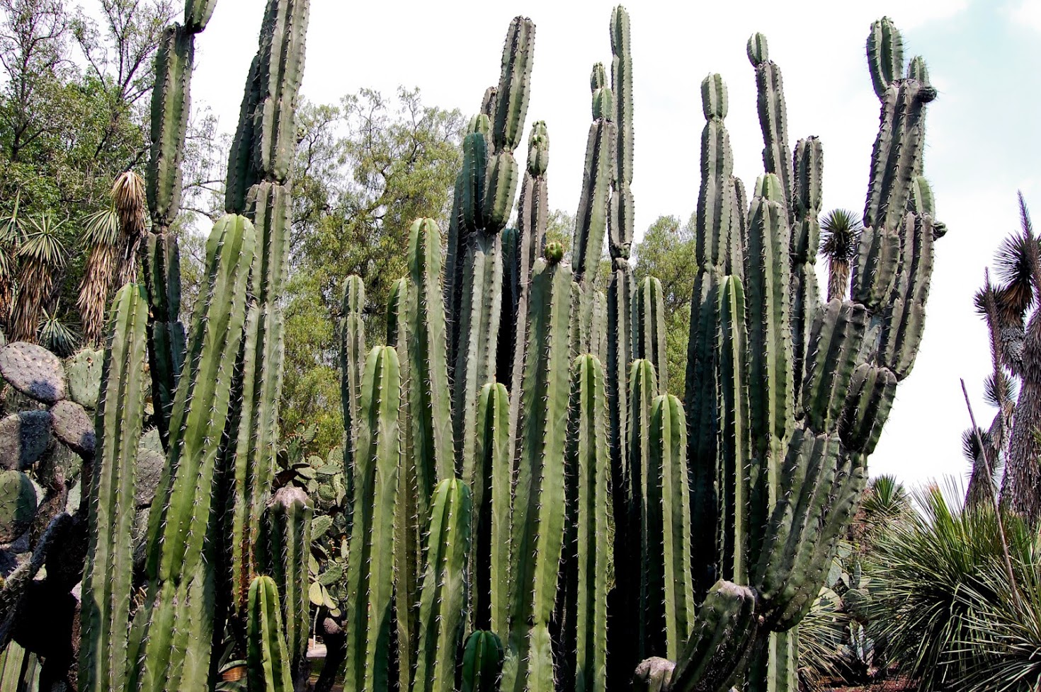 jardin+botanico+3-24.jpg