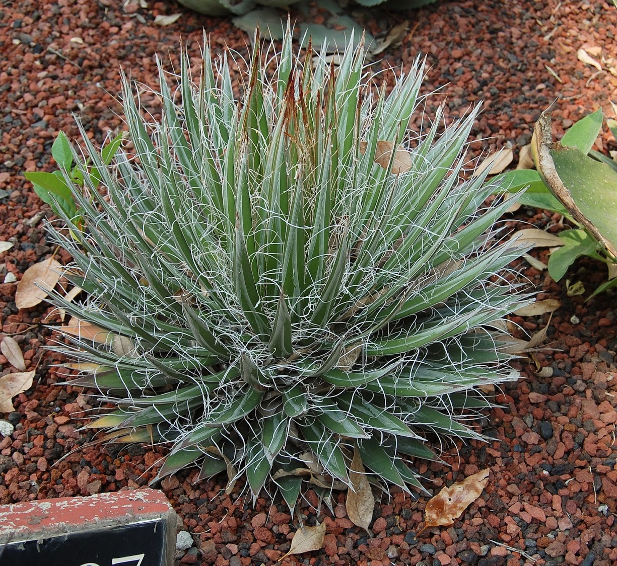 jardin+botanico+3-25.jpg