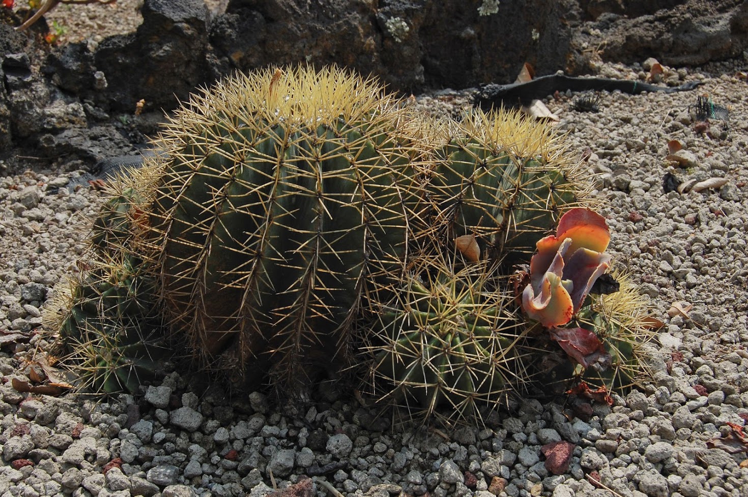 jardin+botanico+3-26.jpg