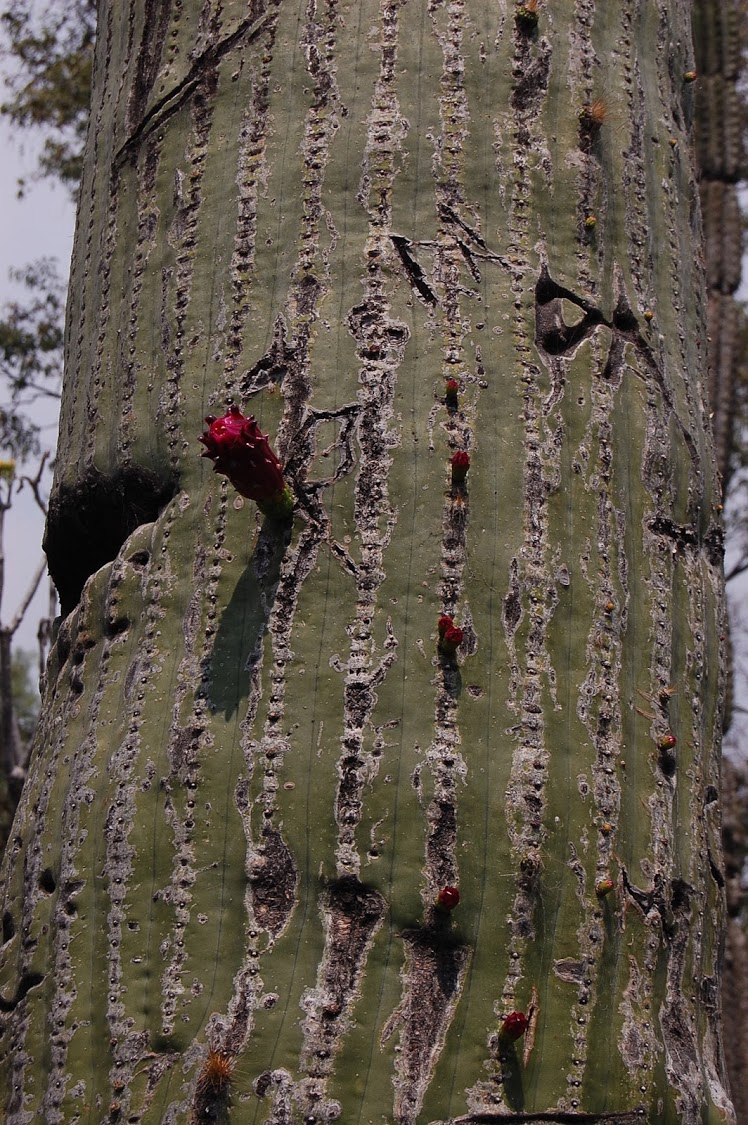 jardin+botanico+3-27.jpg