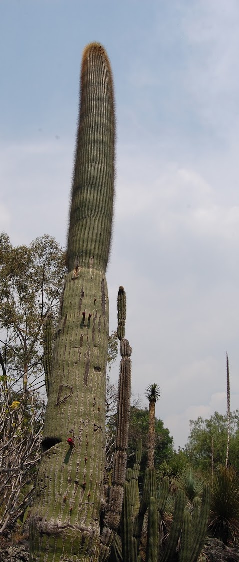 jardin+botanico+3-28.jpg