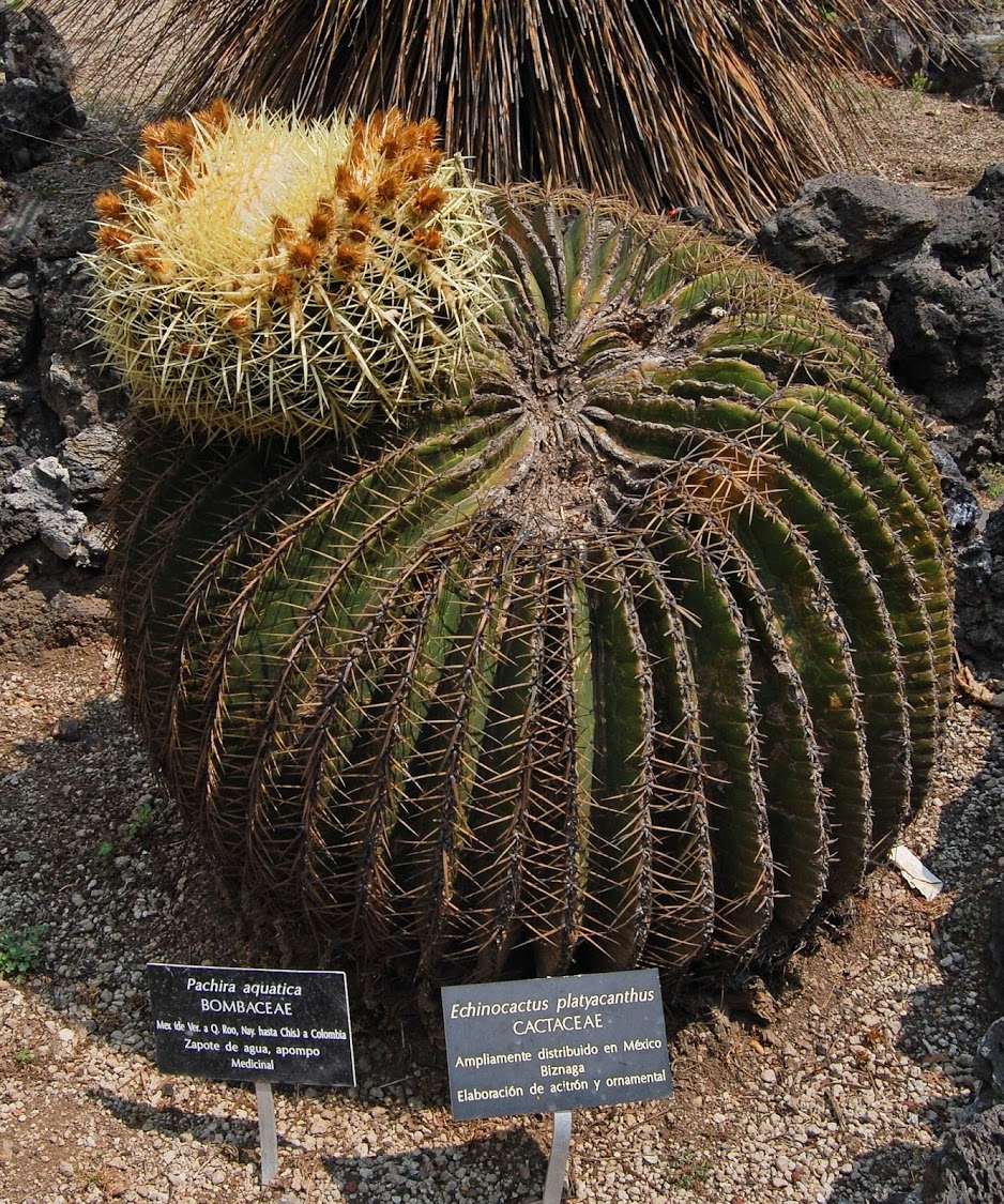 jardin+botanico+3-29.jpg