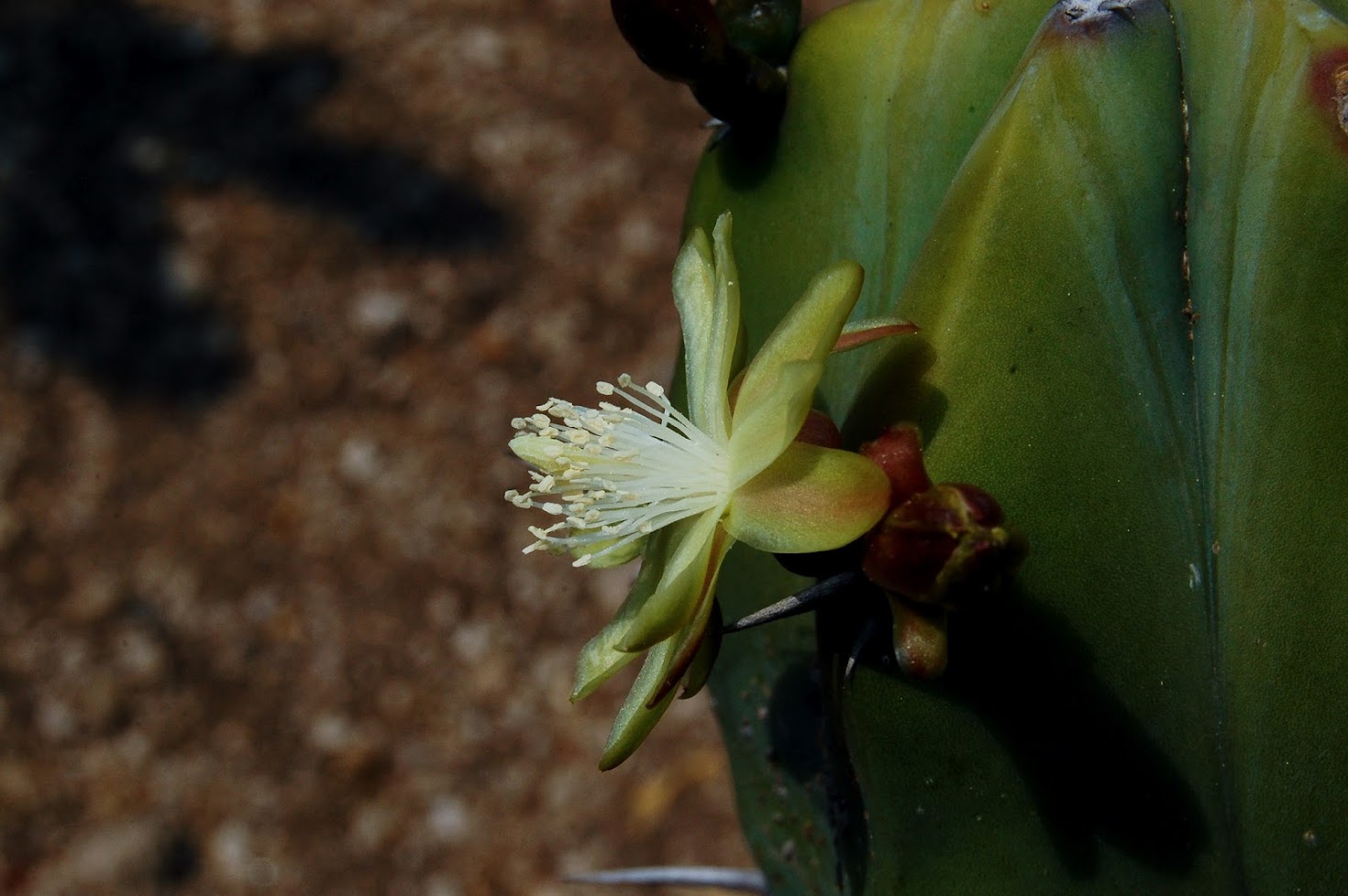 jardin+botanico+3-31.jpg