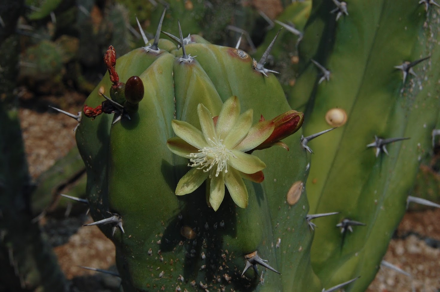 jardin+botanico+3-32.jpg