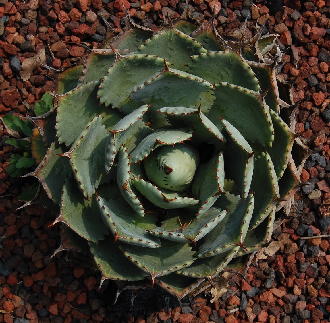 jardin+botanico+3-34.jpg