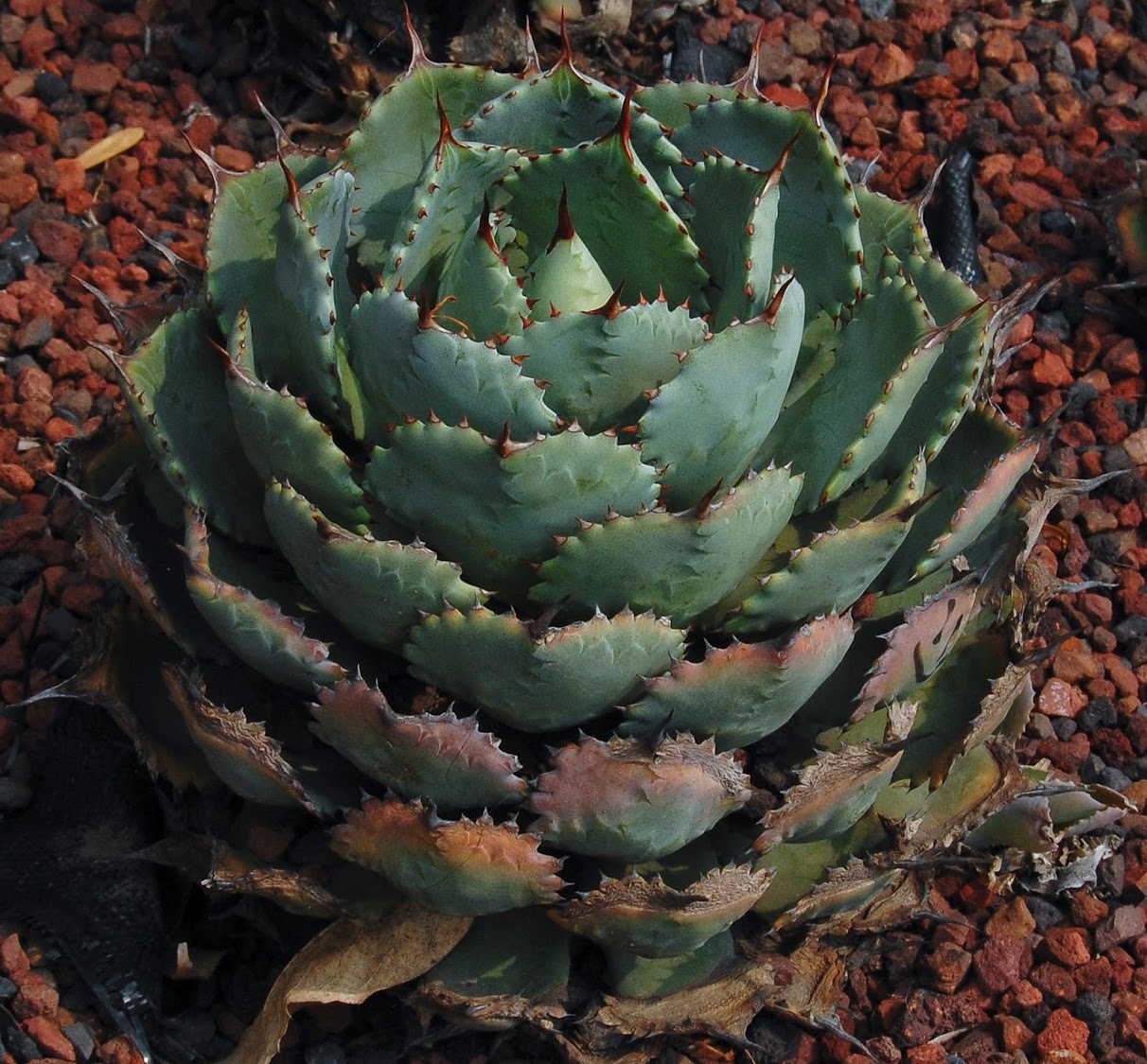 jardin+botanico+3-35.jpg