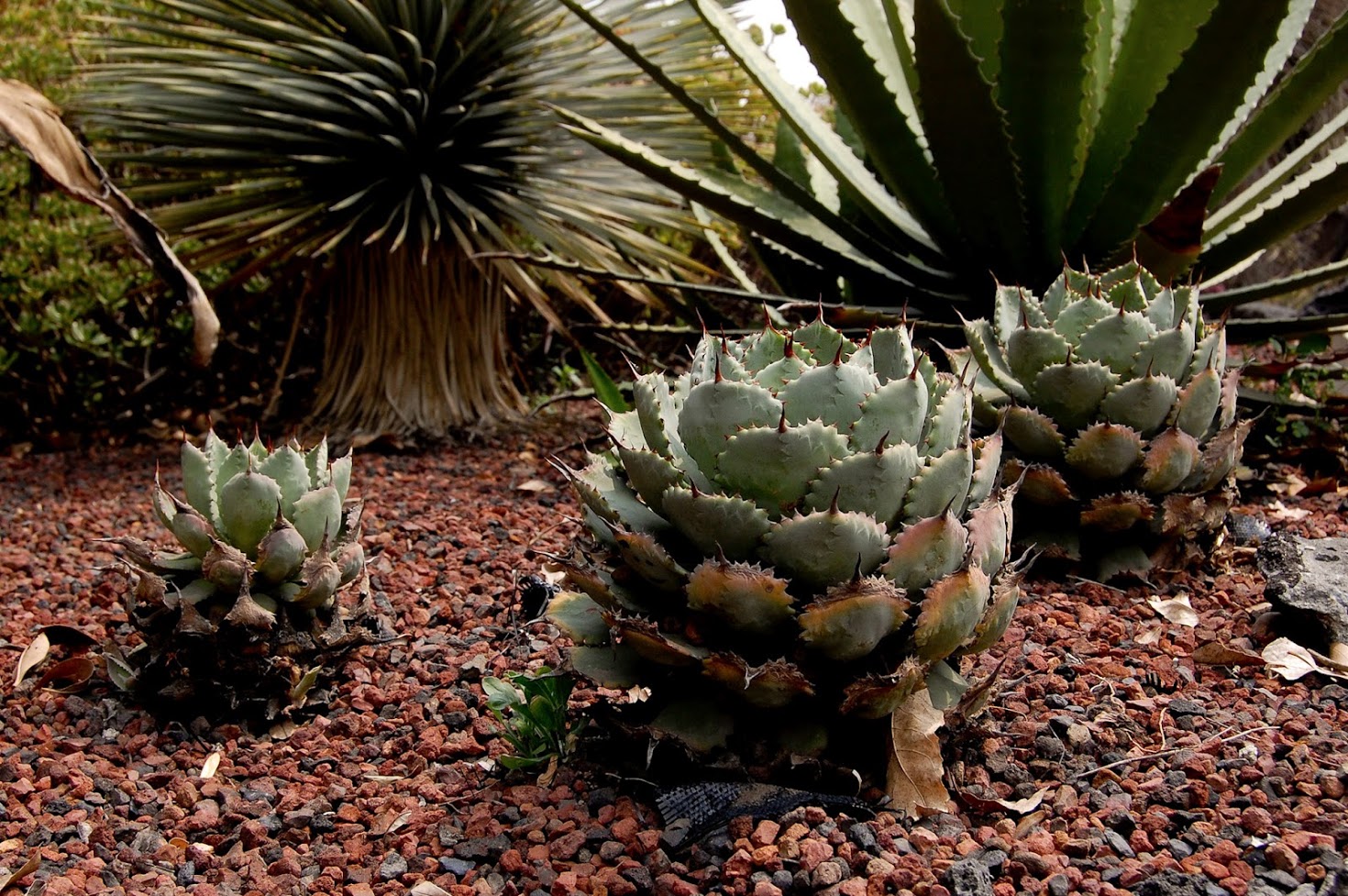 jardin+botanico+3-36.jpg