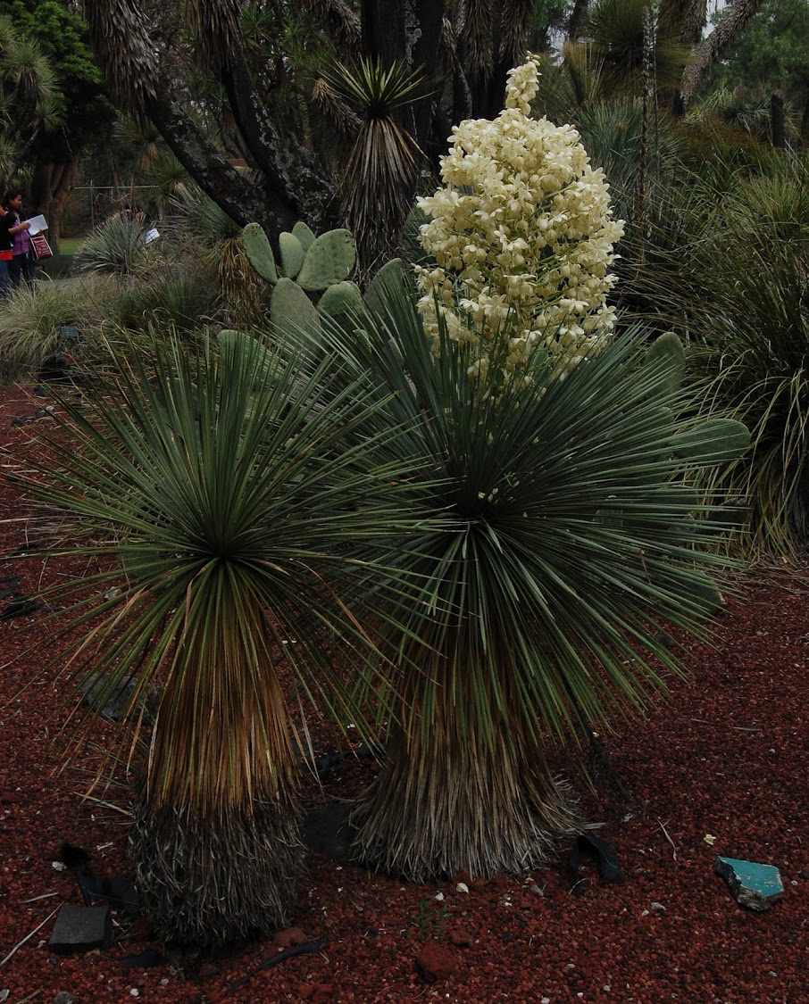 jardin+botanico+3-37.jpg