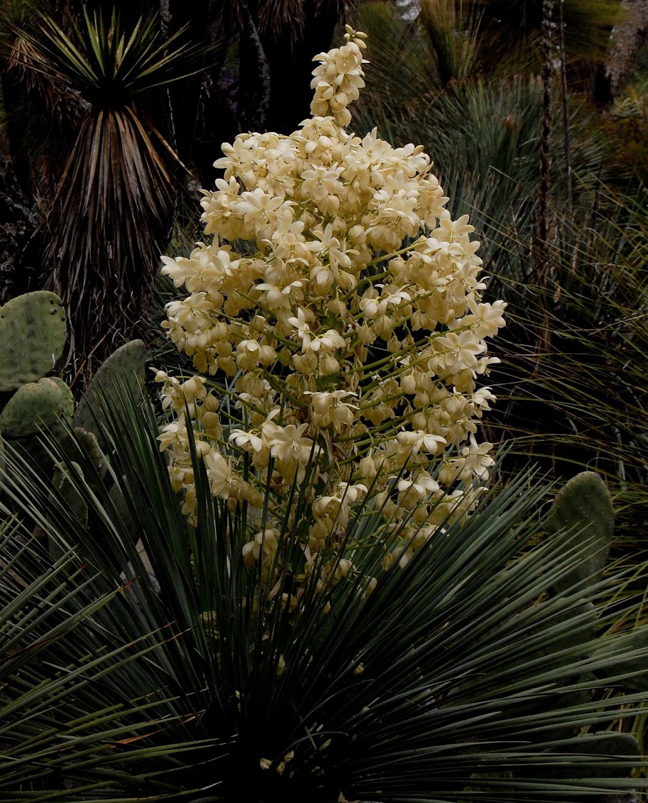 jardin+botanico+3-38.jpg