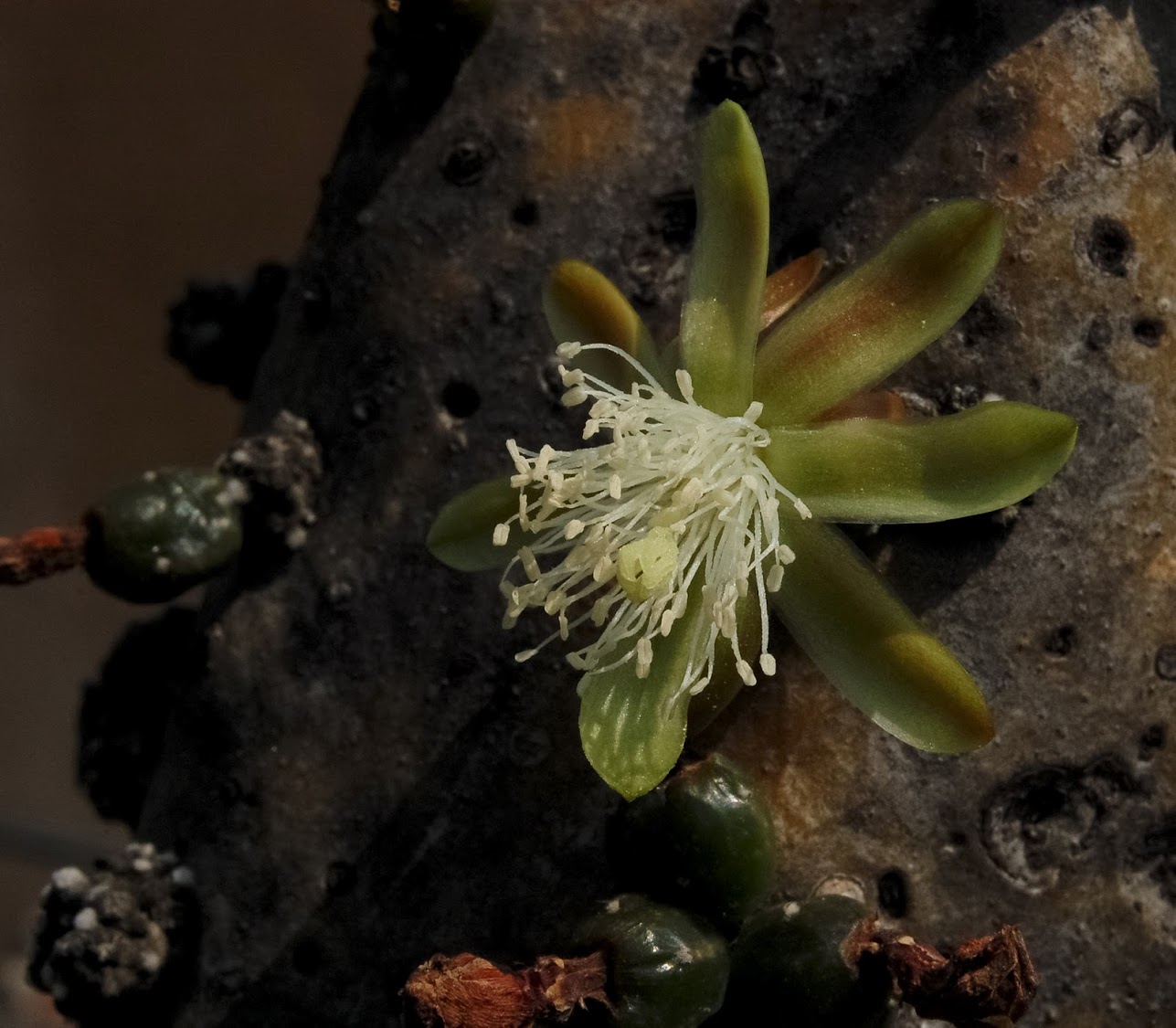 jardin+botanico+3-4.jpg