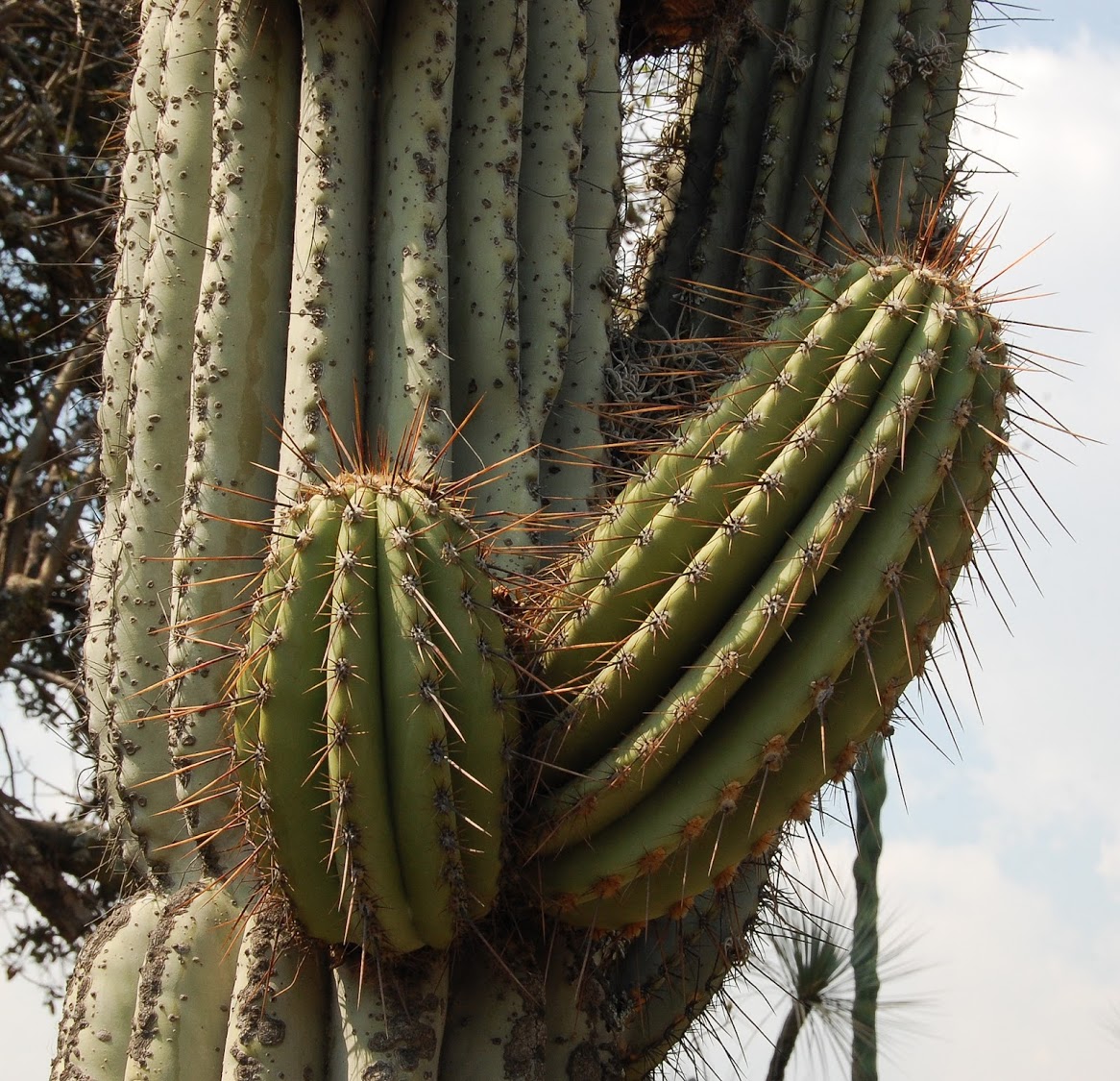 jardin+botanico+3-5.jpg