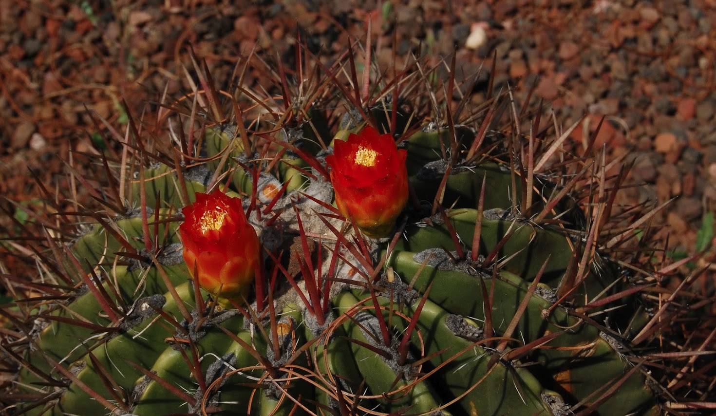 jardin+botanico+3-9.jpg