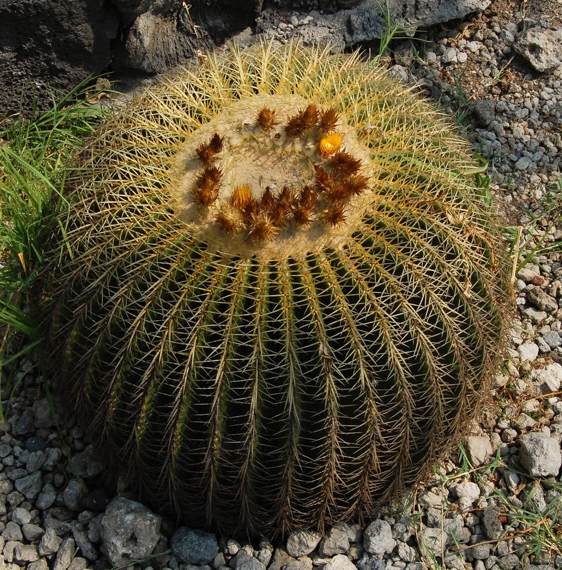 jardin+botanico+3.jpg