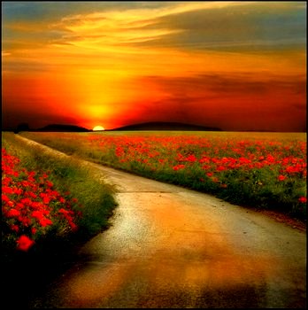 Jardin+camino+entre+flores+12.jpg