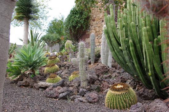 jardin-de-cactus.jpg