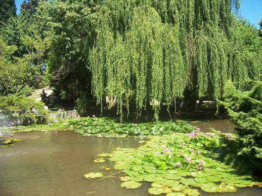 jardin-japones-escobar-lago-argentina-buenos-aires-provincia.jpg
