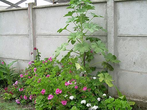 jardín.JPG