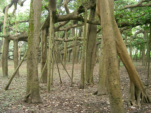 jardin.jpg
