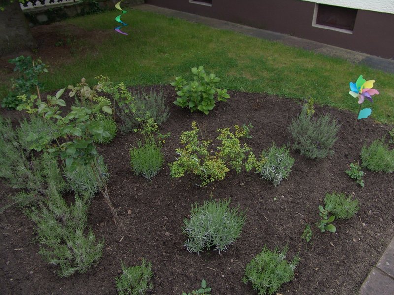 jardin.JPG