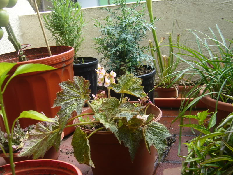 Jardin-Junio043.jpg