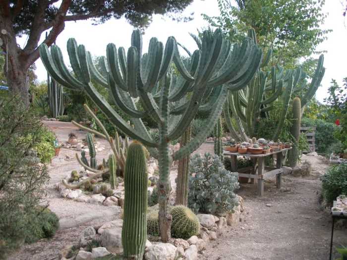 Jardin05-11-014.jpg