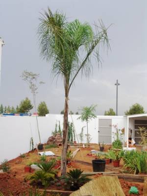 jardin_24.JPG