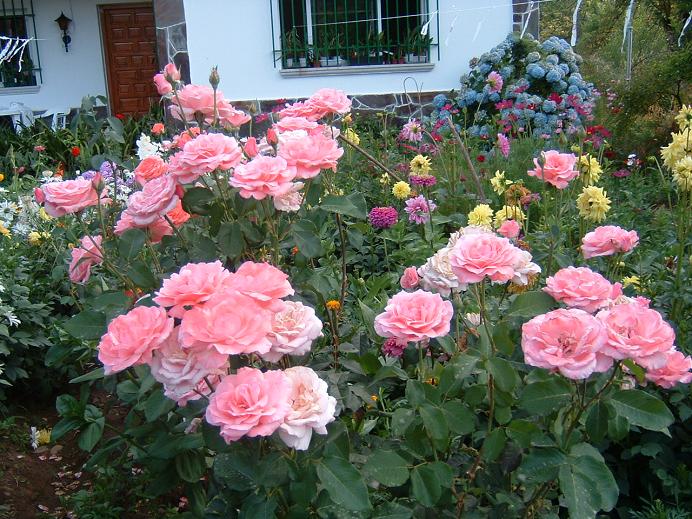 jardin_junio.JPG