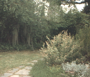 jardin_sendero_al_fondo.jpg