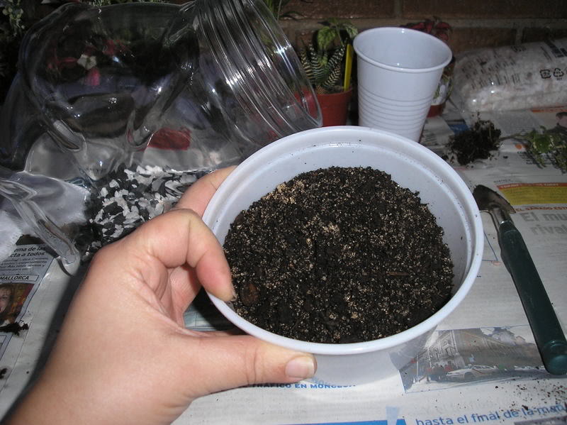 jardinbotella007.jpg