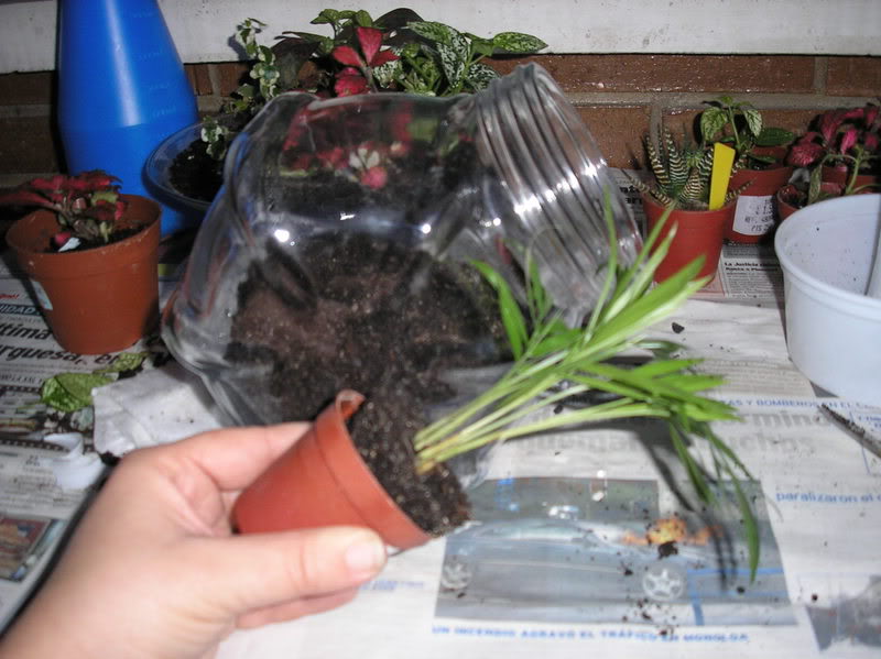 jardinbotella010.jpg