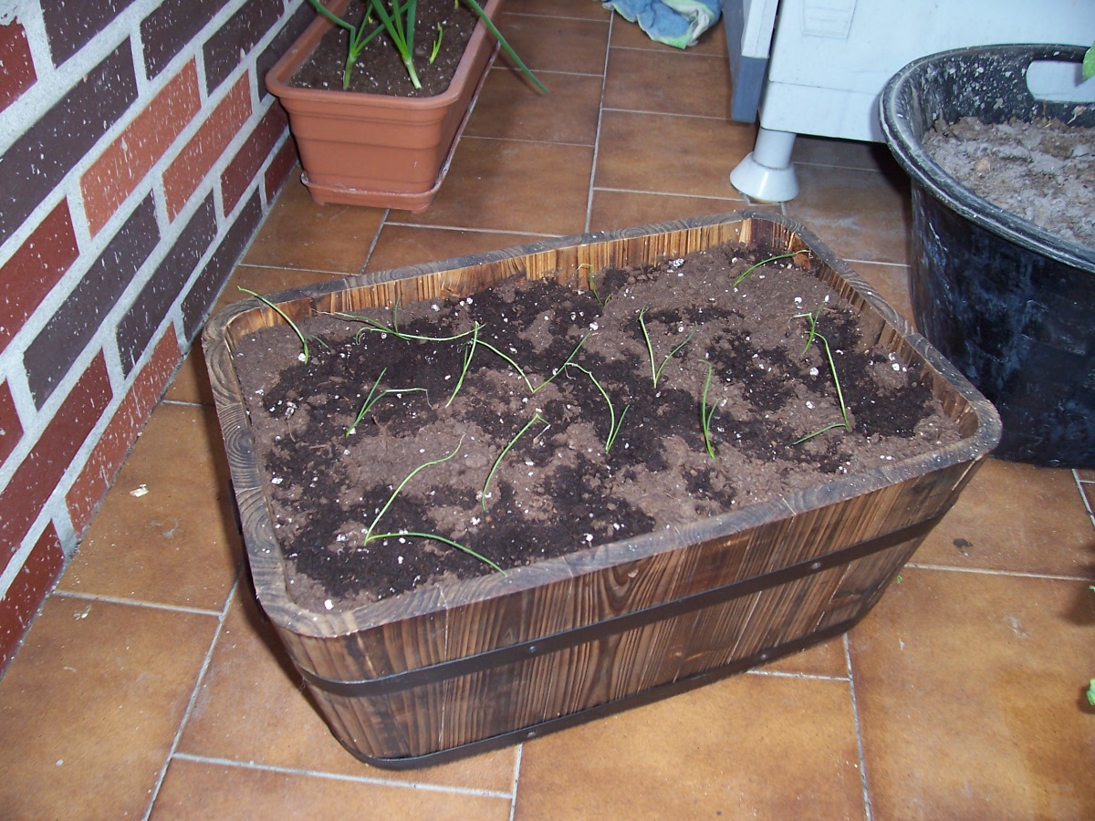 jardinera%20cebolla%20barletta.jpg