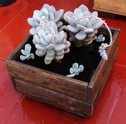 jardinera%252001.jpg