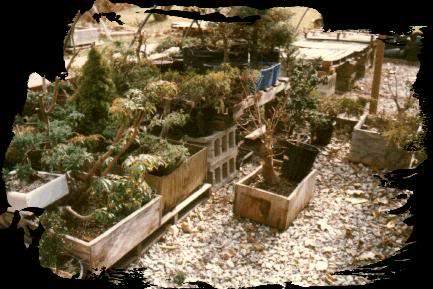 jardinera.jpg