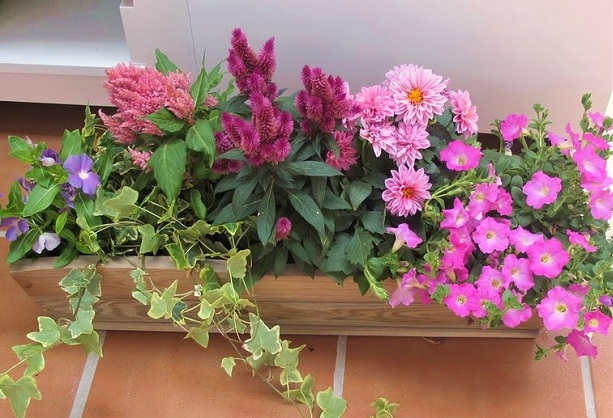 jardinera.jpg