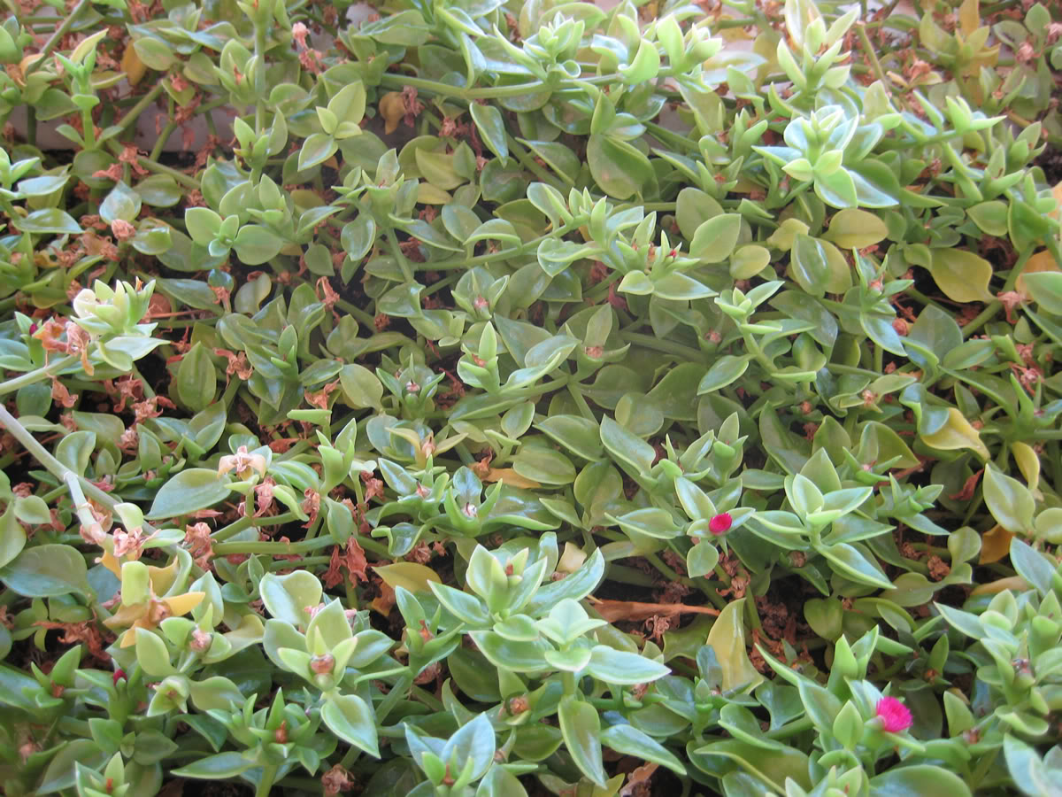 jardinera1.jpg