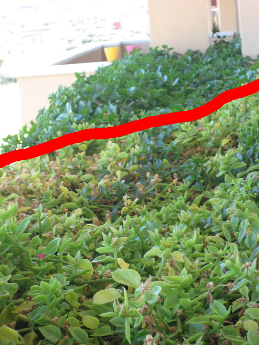 jardinera2.jpg