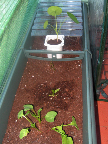 jardinera_capuchina.jpg