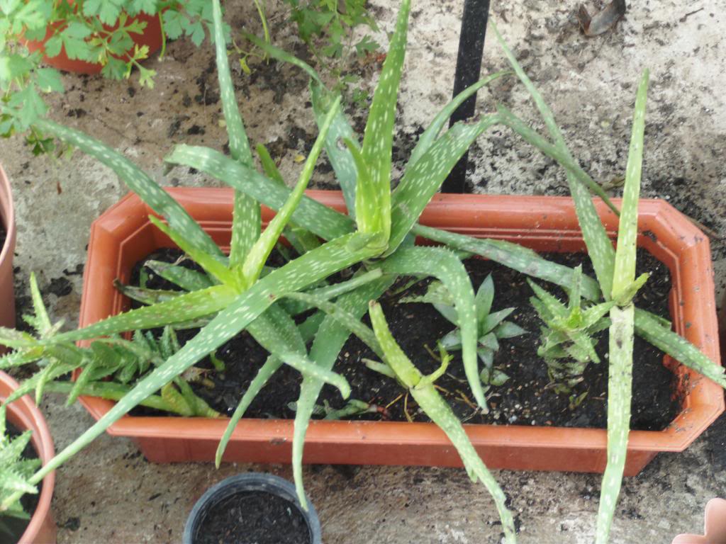 jardineraaloeverachinensis_zpseb3a7671.jpg