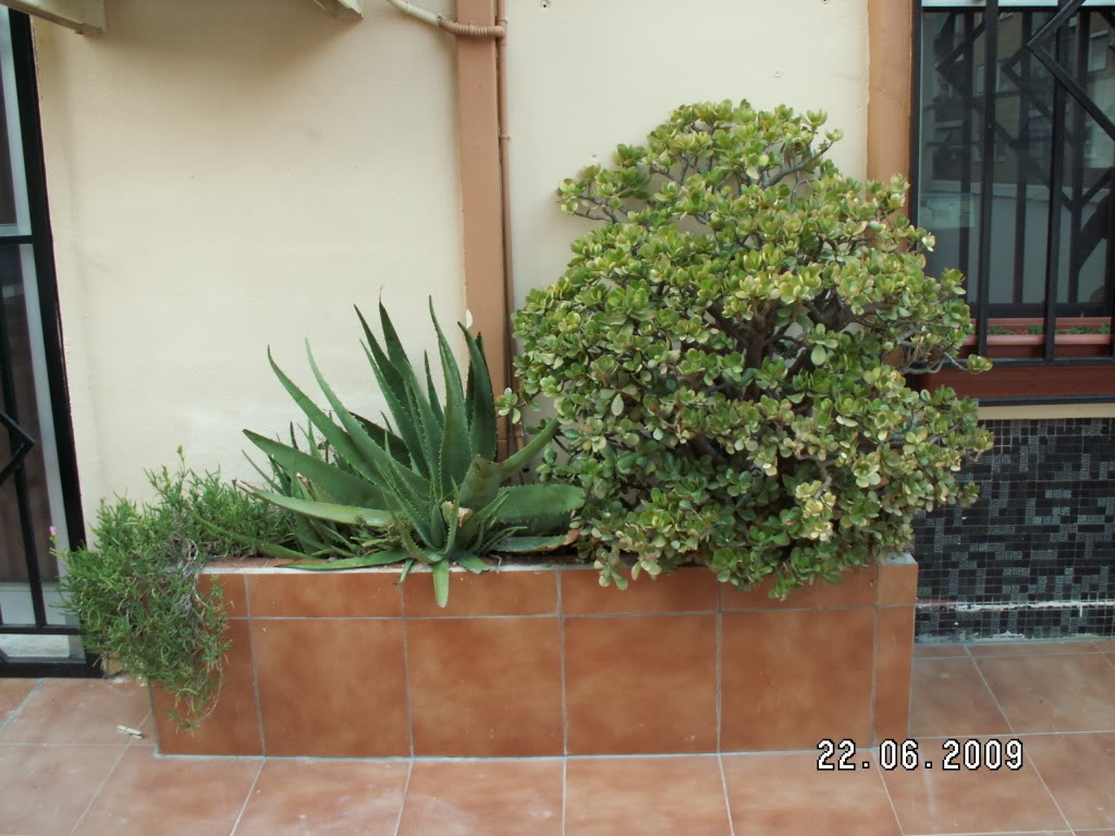 Jardineragrande.jpg