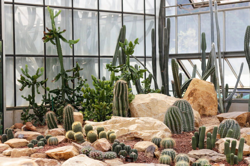 jardines-cactus-15.jpg