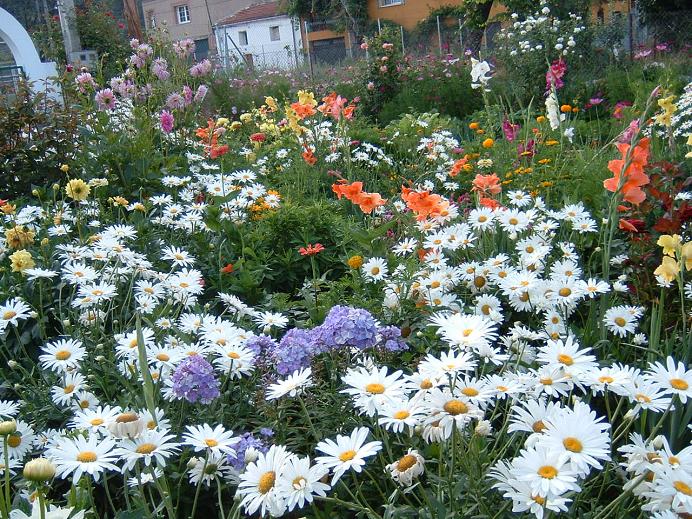 jardinjulio.JPG