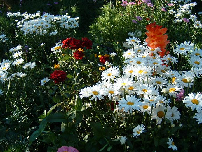 jardinjunio.JPG