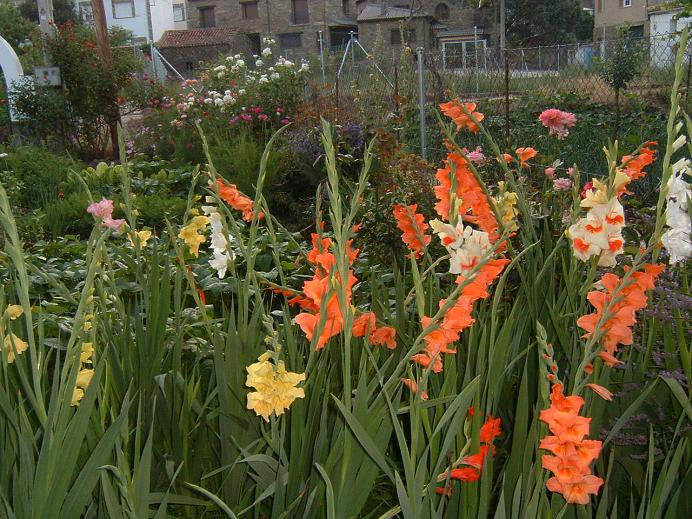 jardinjunio1.JPG