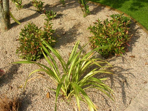jardinmarian_124.jpg