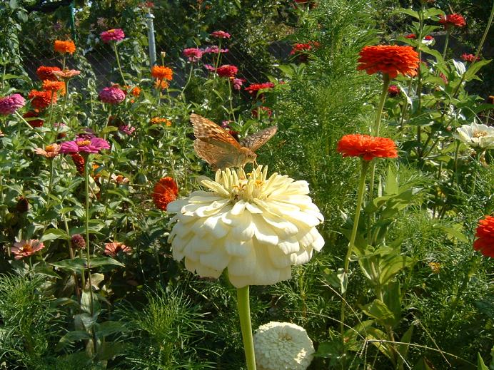 jardinmariposa.JPG
