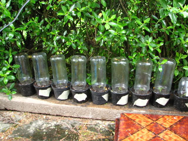 Jardinrecienplantadomayo2007047.jpg