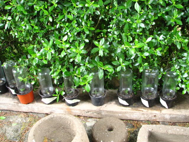 Jardinrecienplantadomayo2007049.jpg