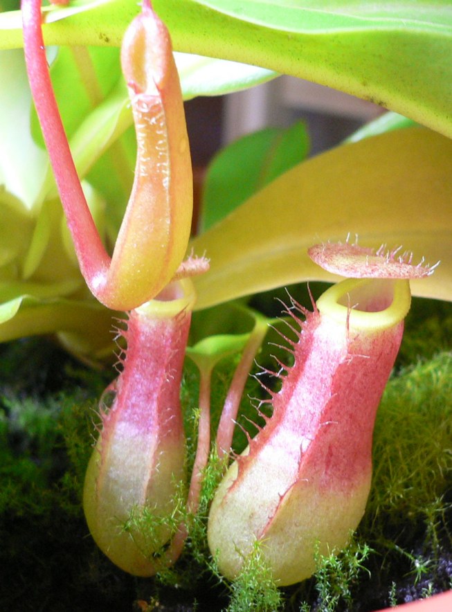 Jarros%20Nepenthes.jpg